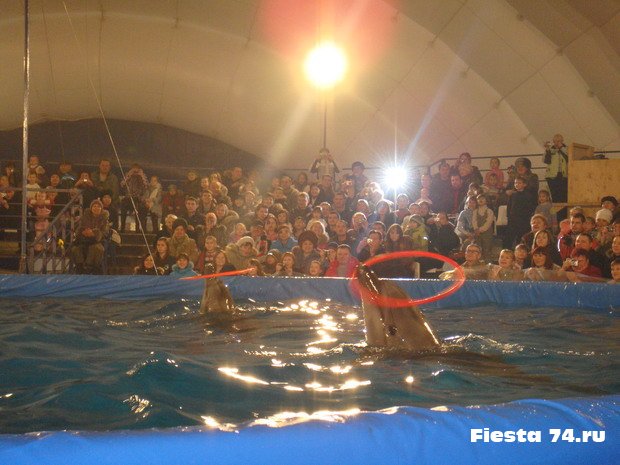 Дельфинарий в Челябинске :: Фото и Видео